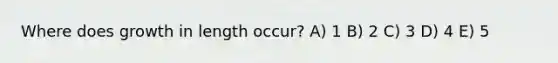 Where does growth in length occur? A) 1 B) 2 C) 3 D) 4 E) 5