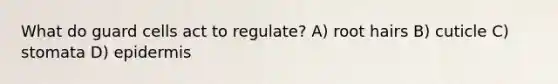 What do guard cells act to regulate? A) root hairs B) cuticle C) stomata D) epidermis