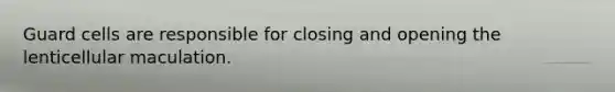 Guard cells are responsible for closing and opening the lenticellular maculation.