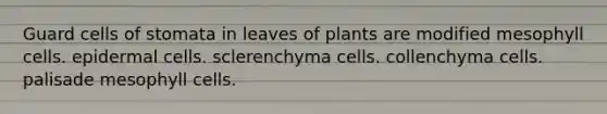 Guard cells of stomata in leaves of plants are modified mesophyll cells. epidermal cells. sclerenchyma cells. collenchyma cells. palisade mesophyll cells.