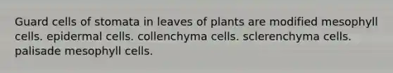 Guard cells of stomata in leaves of plants are modified mesophyll cells. epidermal cells. collenchyma cells. sclerenchyma cells. palisade mesophyll cells.