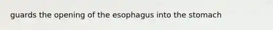 guards the opening of the esophagus into the stomach