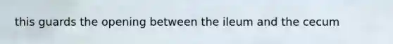 this guards the opening between the ileum and the cecum