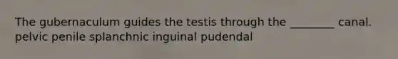 The gubernaculum guides the testis through the ________ canal. pelvic penile splanchnic inguinal pudendal