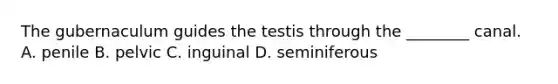 The gubernaculum guides the testis through the ________ canal. A. penile B. pelvic C. inguinal D. seminiferous