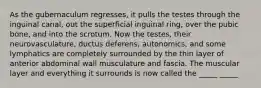 As the gubernaculum regresses, it pulls the testes through the inguinal canal, out the superficial inguinal ring, over the pubic bone, and into the scrotum. Now the testes, their neurovasculature, ductus deferens, autonomics, and some lymphatics are completely surrounded by the thin layer of anterior abdominal wall musculature and fascia. The muscular layer and everything it surrounds is now called the _____ _____