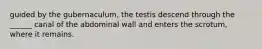 guided by the gubernaculum, the testis descend through the ______ canal of the abdominal wall and enters the scrotum, where it remains.