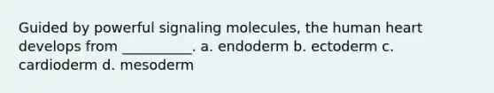 Guided by powerful signaling molecules, the human heart develops from __________. a. endoderm b. ectoderm c. cardioderm d. mesoderm