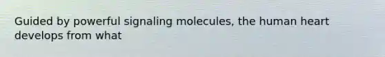 Guided by powerful signaling molecules, the human heart develops from what