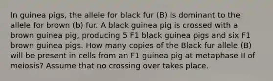 In guinea pigs, the allele for black fur (B) is dominant to the allele for brown (b) fur. A black guinea pig is crossed with a brown guinea pig, producing 5 F1 black guinea pigs and six F1 brown guinea pigs. How many copies of the Black fur allele (B) will be present in cells from an F1 guinea pig at metaphase II of meiosis? Assume that no crossing over takes place.