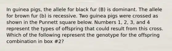 In guinea pigs, the allele for black fur (B) is dominant. The allele for brown fur (b) is recessive. Two guinea pigs were crossed as shown in the Punnett square below. Numbers 1, 2, 3, and 4 represent the types of offspring that could result from this cross. Which of the following represent the genotype for the offspring combination in box #2?