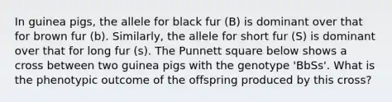 In guinea pigs, the allele for black fur (B) is dominant over that for brown fur (b). Similarly, the allele for short fur (S) is dominant over that for long fur (s). The Punnett square below shows a cross between two guinea pigs with the genotype 'BbSs'. What is the phenotypic outcome of the offspring produced by this cross?