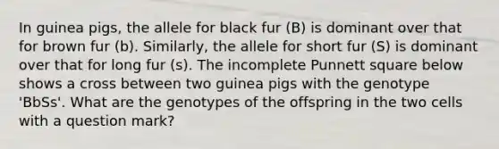 In guinea pigs, the allele for black fur (B) is dominant over that for brown fur (b). Similarly, the allele for short fur (S) is dominant over that for long fur (s). The incomplete Punnett square below shows a cross between two guinea pigs with the genotype 'BbSs'. What are the genotypes of the offspring in the two cells with a question mark?