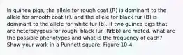 In guinea pigs, the allele for rough coat (R) is dominant to the allele for smooth coat (r), and the allele for black fur (B) is dominant to the allele for white fur (b). If two guinea pigs that are heterozygous for rough, black fur (RrBb) are mated, what are the possible phenotypes and what is the frequency of each? Show your work in a Punnett square, Figure 10-4.