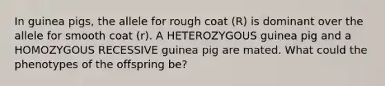 In guinea pigs, the allele for rough coat (R) is dominant over the allele for smooth coat (r). A HETEROZYGOUS guinea pig and a HOMOZYGOUS RECESSIVE guinea pig are mated. What could the phenotypes of the offspring be?