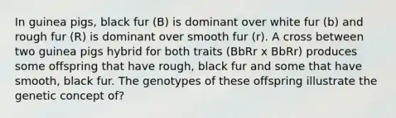 In guinea pigs, black fur (B) is dominant over white fur (b) and rough fur (R) is dominant over smooth fur (r). A cross between two guinea pigs hybrid for both traits (BbRr x BbRr) produces some offspring that have rough, black fur and some that have smooth, black fur. The genotypes of these offspring illustrate the genetic concept of?