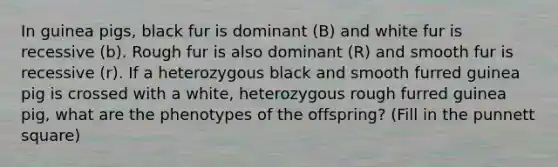 In guinea pigs, black fur is dominant (B) and white fur is recessive (b). Rough fur is also dominant (R) and smooth fur is recessive (r). If a heterozygous black and smooth furred guinea pig is crossed with a white, heterozygous rough furred guinea pig, what are the phenotypes of the offspring? (Fill in the punnett square)