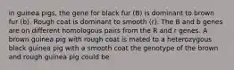 in guinea pigs, the gene for black fur (B) is dominant to brown fur (b). Rough coat is dominant to smooth (r). The B and b genes are on different homologous pairs from the R and r genes. A brown guinea pig with rough coat is mated to a heterozygous black guinea pig with a smooth coat the genotype of the brown and rough guinea pig could be