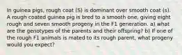 In guinea pigs, rough coat (S) is dominant over smooth coat (s). A rough coated guinea pig is bred to a smooth one, giving eight rough and seven smooth progeny in the F1 generation. a) what are the genotypes of the parents and their offspring? b) If one of the rough F1 animals is mated to its rough parent, what progeny would you expect?