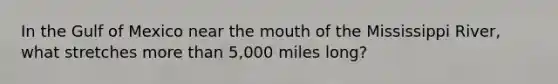 In the Gulf of Mexico near the mouth of the Mississippi River, what stretches more than 5,000 miles long?