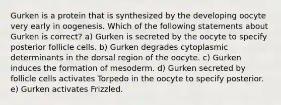 Gurken is a protein that is synthesized by the developing oocyte very early in oogenesis. Which of the following statements about Gurken is correct? a) Gurken is secreted by the oocyte to specify posterior follicle cells. b) Gurken degrades cytoplasmic determinants in the dorsal region of the oocyte. c) Gurken induces the formation of mesoderm. d) Gurken secreted by follicle cells activates Torpedo in the oocyte to specify posterior. e) Gurken activates Frizzled.