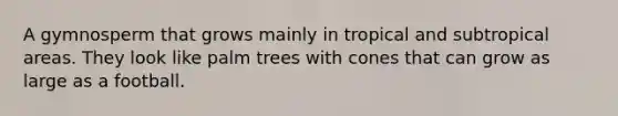 A gymnosperm that grows mainly in tropical and subtropical areas. They look like palm trees with cones that can grow as large as a football.