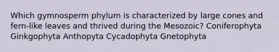 Which gymnosperm phylum is characterized by large cones and fern-like leaves and thrived during the Mesozoic? Coniferophyta Ginkgophyta Anthopyta Cycadophyta Gnetophyta