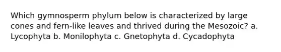 Which gymnosperm phylum below is characterized by large cones and fern-like leaves and thrived during the Mesozoic? a. Lycophyta b. Monilophyta c. Gnetophyta d. Cycadophyta