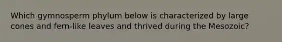Which gymnosperm phylum below is characterized by large cones and fern-like leaves and thrived during the Mesozoic?