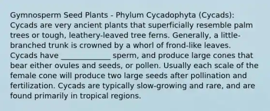 Gymnosperm Seed Plants - Phylum Cycadophyta (Cycads): Cycads are very ancient plants that superficially resemble palm trees or tough, leathery-leaved tree ferns. Generally, a little-branched trunk is crowned by a whorl of frond-like leaves. Cycads have _____________ sperm, and produce large cones that bear either ovules and seeds, or pollen. Usually each scale of the female cone will produce two large seeds after pollination and fertilization. Cycads are typically slow-growing and rare, and are found primarily in tropical regions.