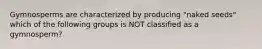Gymnosperms are characterized by producing "naked seeds" which of the following groups is NOT classified as a gymnosperm?