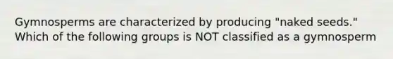 Gymnosperms are characterized by producing "naked seeds." Which of the following groups is NOT classified as a gymnosperm