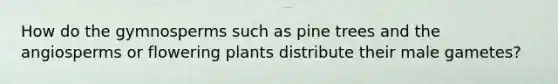 How do the gymnosperms such as pine trees and the angiosperms or flowering plants distribute their male gametes?