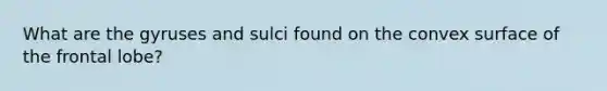 What are the gyruses and sulci found on the convex surface of the frontal lobe?