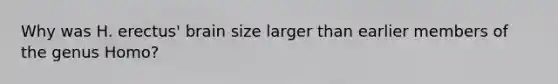 Why was H. erectus' brain size larger than earlier members of the genus Homo?