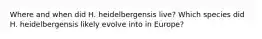 Where and when did H. heidelbergensis live? Which species did H. heidelbergensis likely evolve into in Europe?