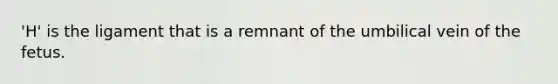 'H' is the ligament that is a remnant of the umbilical vein of the fetus.