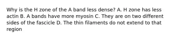 Why is the H zone of the A band less dense? A. H zone has less actin B. A bands have more myosin C. They are on two different sides of the fascicle D. The thin filaments do not extend to that region