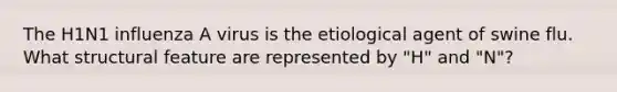 The H1N1 influenza A virus is the etiological agent of swine flu. What structural feature are represented by "H" and "N"?