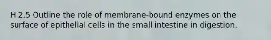 H.2.5 Outline the role of membrane-bound enzymes on the surface of epithelial cells in the small intestine in digestion.