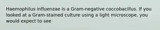 Haemophilus influenzae is a Gram-negative coccobacillus. If you looked at a Gram-stained culture using a light microscope, you would expect to see