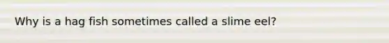 Why is a hag fish sometimes called a slime eel?
