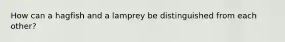 How can a hagfish and a lamprey be distinguished from each other?