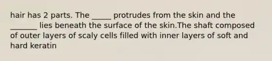 hair has 2 parts. The _____ protrudes from the skin and the _______ lies beneath the surface of the skin.The shaft composed of outer layers of scaly cells filled with inner layers of soft and hard keratin