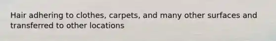 Hair adhering to clothes, carpets, and many other surfaces and transferred to other locations