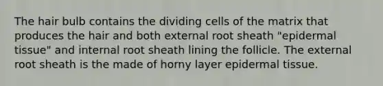 The hair bulb contains the dividing cells of the matrix that produces the hair and both external root sheath "epidermal tissue" and internal root sheath lining the follicle. The external root sheath is the made of horny layer epidermal tissue.