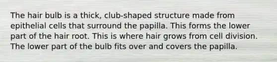 The hair bulb is a thick, club-shaped structure made from epithelial cells that surround the papilla. This forms the lower part of the hair root. This is where hair grows from cell division. The lower part of the bulb fits over and covers the papilla.