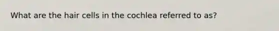 What are the hair cells in the cochlea referred to as?