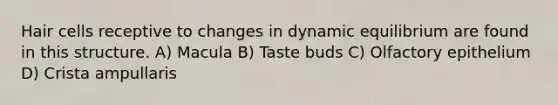 Hair cells receptive to changes in dynamic equilibrium are found in this structure. A) Macula B) Taste buds C) Olfactory epithelium D) Crista ampullaris