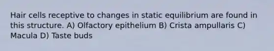 Hair cells receptive to changes in static equilibrium are found in this structure. A) Olfactory epithelium B) Crista ampullaris C) Macula D) Taste buds